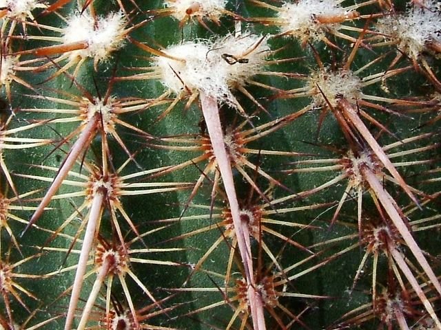 Notocactus _rutilans _03